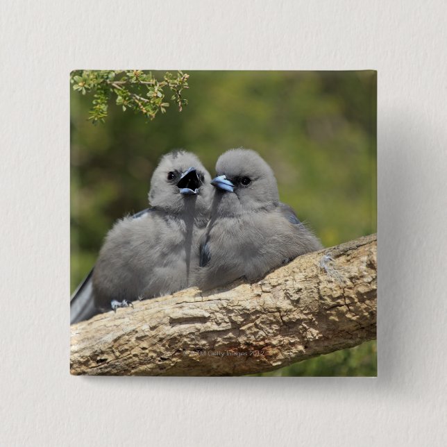 Black Faced Woodswallow, Artamus cinereus, 15 Cm Square Badge (Front)