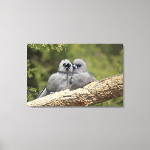 Black Faced Woodswallow, Artamus cinereus Canvas Print