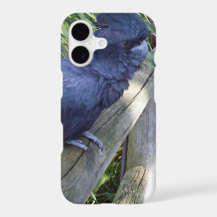 Black Feathers: Australian Black Parrot