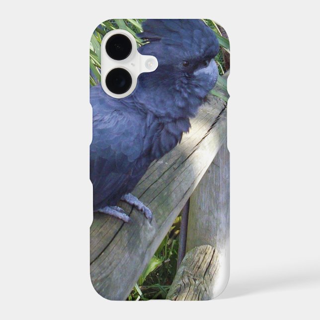 Black Feathers: Australian Black Parrot (Back)