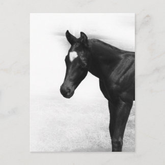 Black Foal Postcard