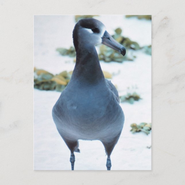 Black footed Albatross Postcard (Front)