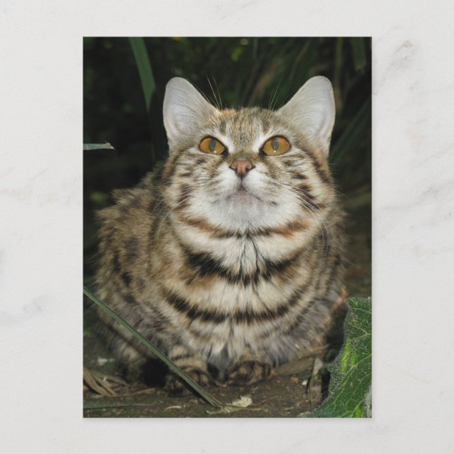 Black footed cat postcard (Front)