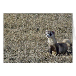 Black-Footed Ferret