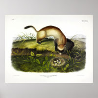 Black-footed Ferret, American Polecat by Audubon
