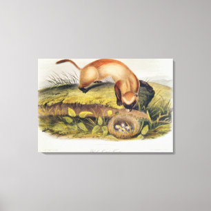 Black-footed Ferret Canvas Print
