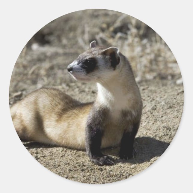 Black-Footed Ferret (captive) Classic Round Sticker (Front)