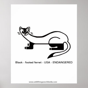 Black-footed FERRET- Endangered animal -Nature Poster