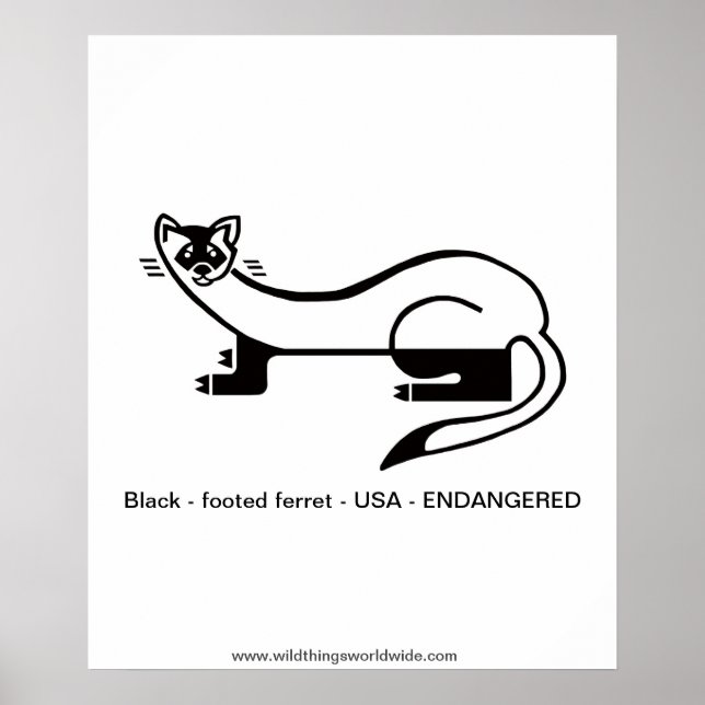 Black-footed FERRET- Endangered animal -Nature Poster (Front)
