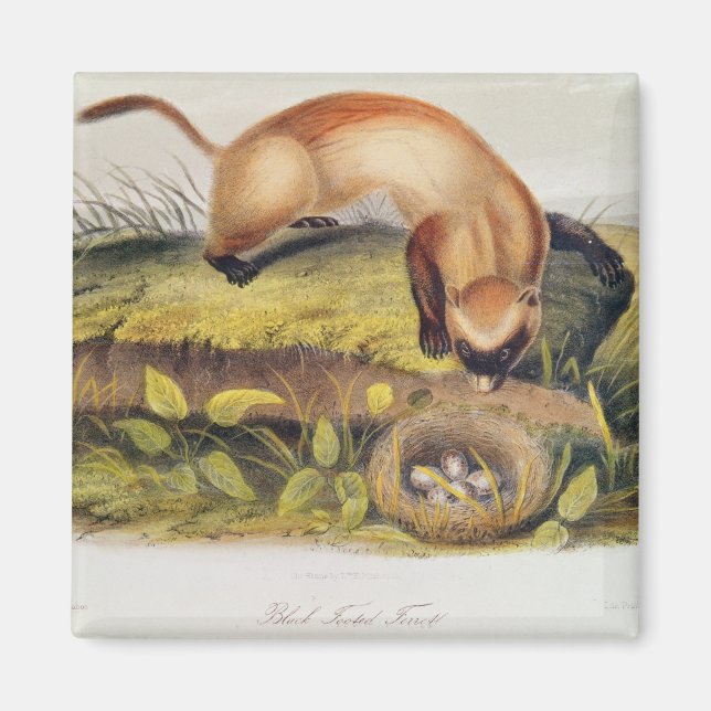 Black-footed Ferret Magnet (Front)