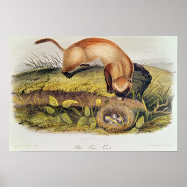Black-footed Ferret Poster (Front)
