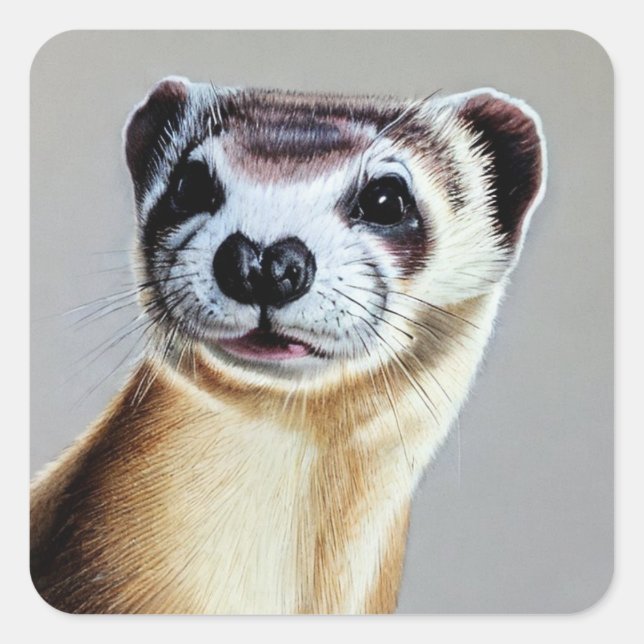Black Footed Ferret Square Sticker (Front)