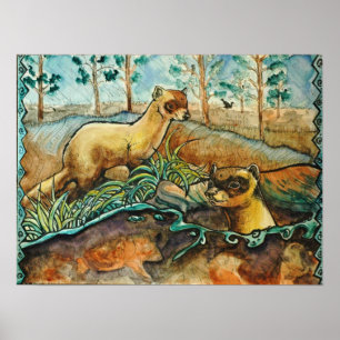 Black Footed Ferrets Poster