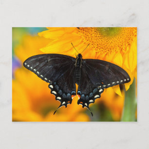 Black Form Of Eastern Tiger Postcard