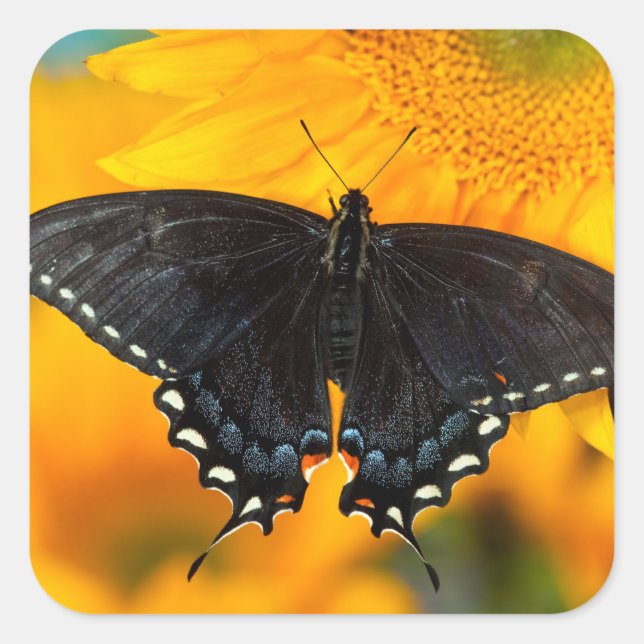 Black Form Of Eastern Tiger Square Sticker (Front)