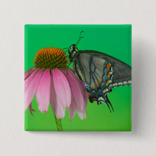 Black Form Of Eastern Tiger Swallowtail 15 Cm Square Badge