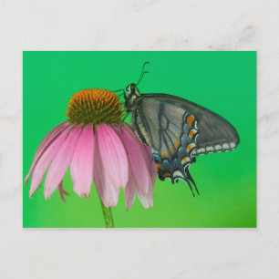 Black Form Of Eastern Tiger Swallowtail Postcard