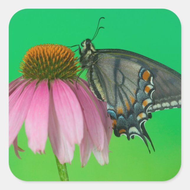 Black Form Of Eastern Tiger Swallowtail Square Sticker (Front)