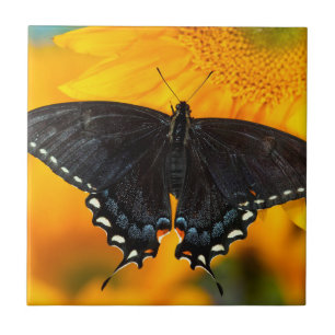 Black Form Of Eastern Tiger Tile