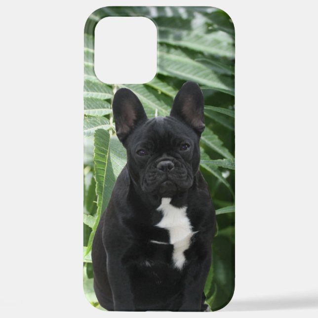 Black French Bulldog iPhone Case (Back)
