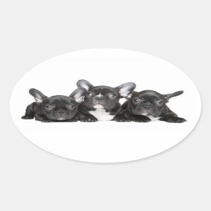 Black French Bulldog Puppy Dog Sticker / Seal