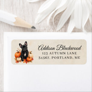 Black French Bulldog with Autumn Pumpkins