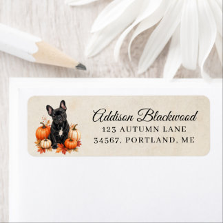 Black French Bulldog with Autumn Pumpkins