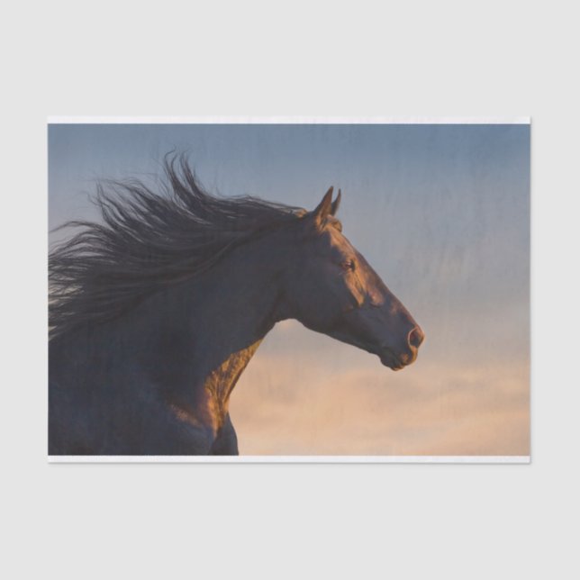 Black friesian horse at sunlight tissue paper (Front)