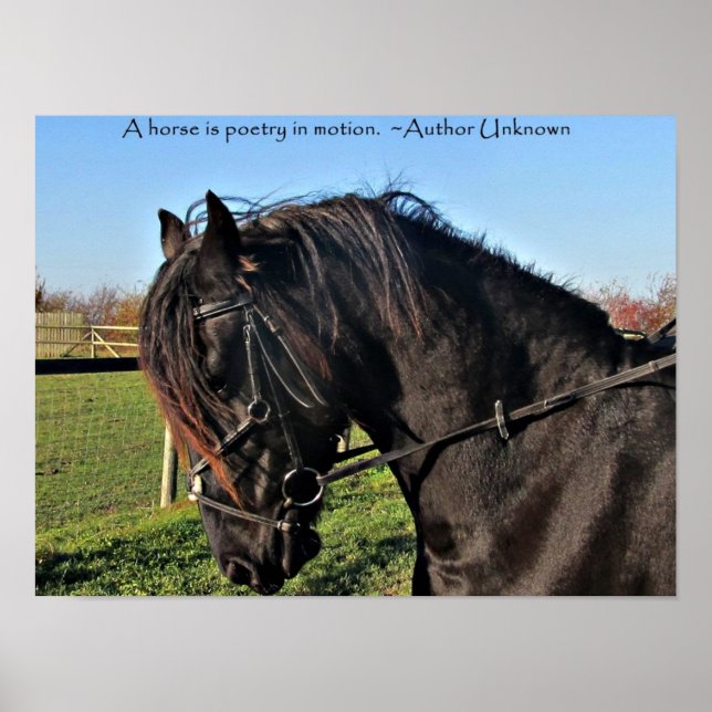 Black Friesian Horse famous horse quote poster (Front)