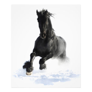 Black Friesian Horse In Snow Photo Print