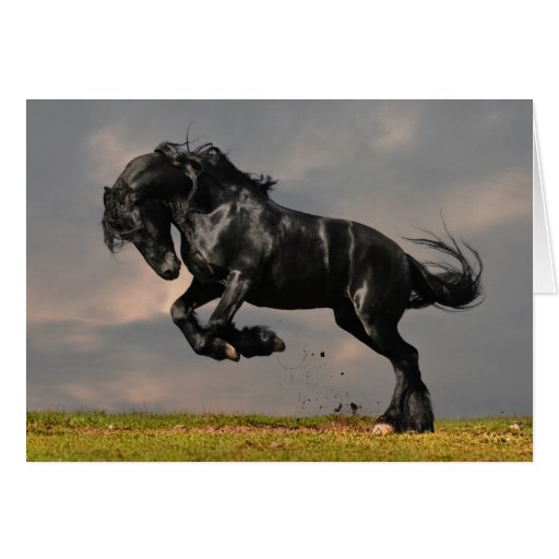 Image of Black Friesian Horse Running Free