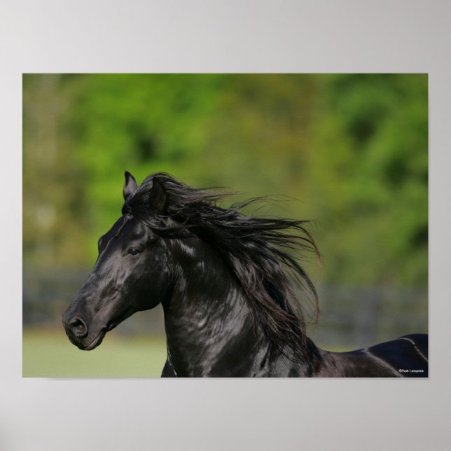 Black Friesian Horse Stallion Headshot Poster (Front)