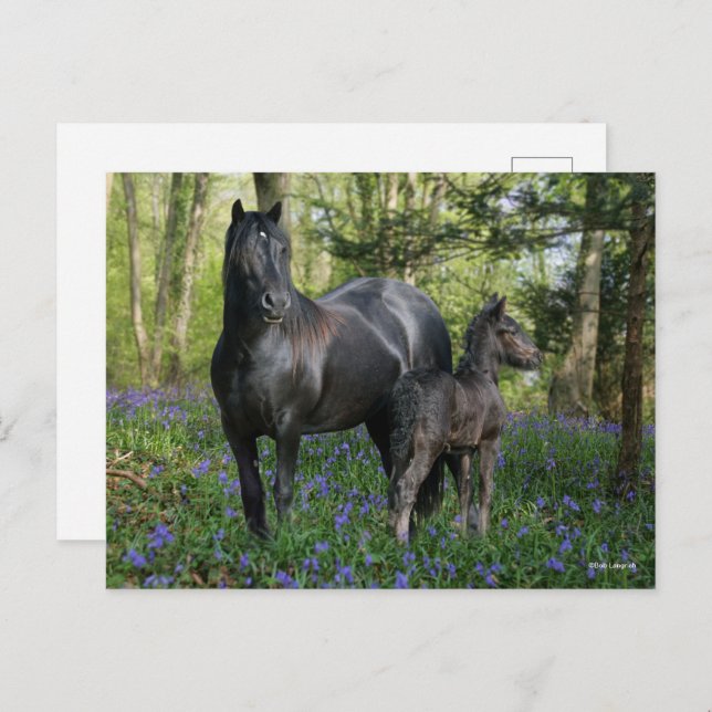 Black Friesian Mare and Foal In Bluebells Postcard (Front/Back)