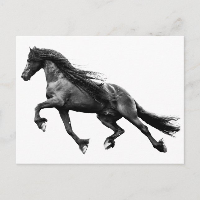 Black friesian stallion - friese horse postcard (Front)