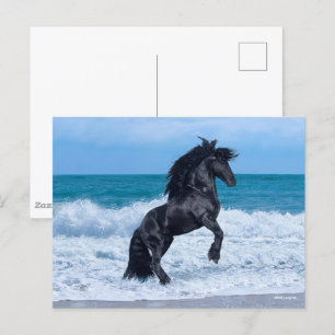 Black Friesian Stallion Rearing In the Sea Postcard