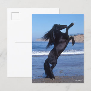 Black Friesian Stallion Rearing On Beach Postcard