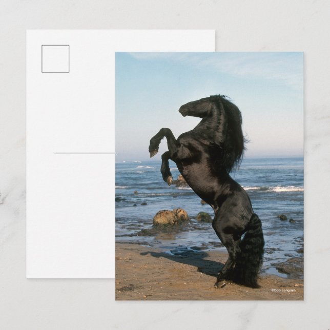Black Friesian Stallion Rearing On Beach Postcard (Front/Back)