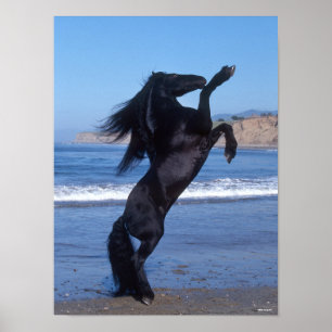 Black Friesian Stallion Rearing On Beach Poster