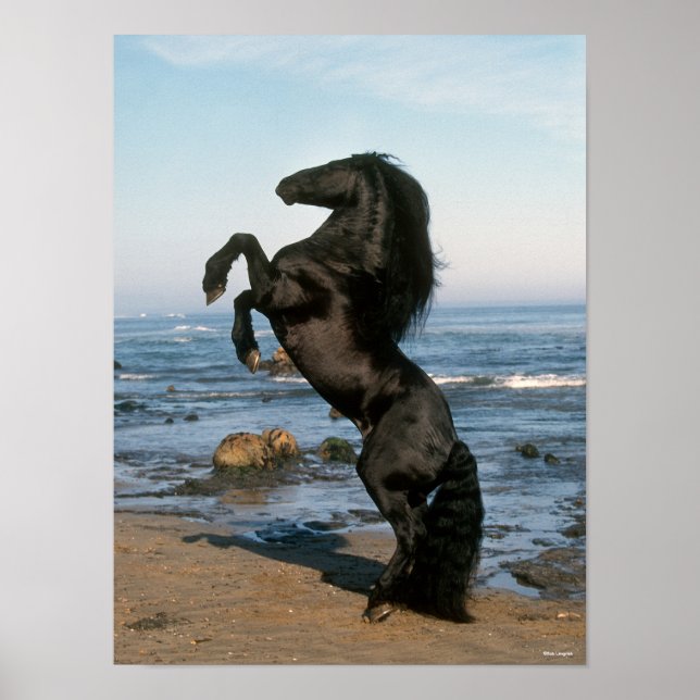 Black Friesian Stallion Rearing On Beach Poster (Front)