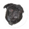 Black Funny Pug