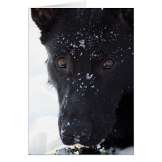 Black German Shepherd