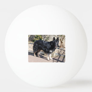 black german shepherd full.png ping pong ball