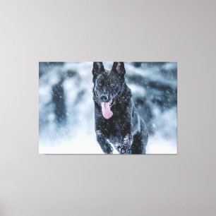 Black German Shepherd in snow Duvet Cover Canvas Print