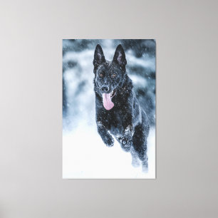 Black German Shepherd in snow Duvet Cover Canvas Print