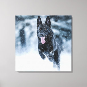 Black German Shepherd in snow Duvet Cover Canvas Print