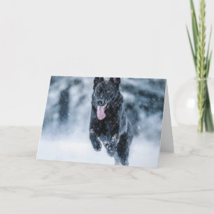 Black German Shepherd in snow Duvet Cover Card