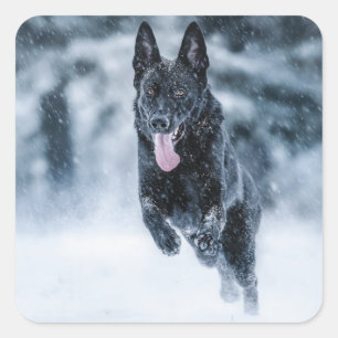 Black German Shepherd in snow Duvet Cover Square Sticker