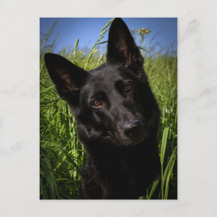black german shepherd postcard