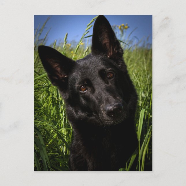 black german shepherd postcard (Front)