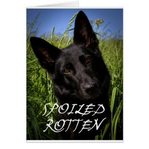black german shepherd spoiled rotten